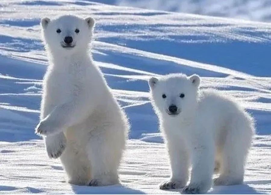 北极熊怎么画简单又好看三年级,北极熊的画法儿童画