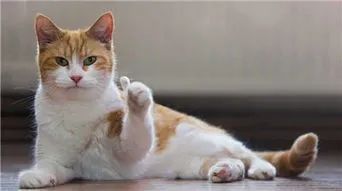 猫咪最长寿命可活多少年,猫咪寿命一般能活多少年