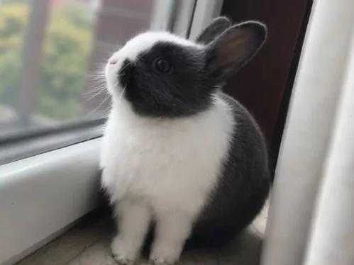 适合养在家里的小宠物兔子,可爱的小兔子宠物怎么养