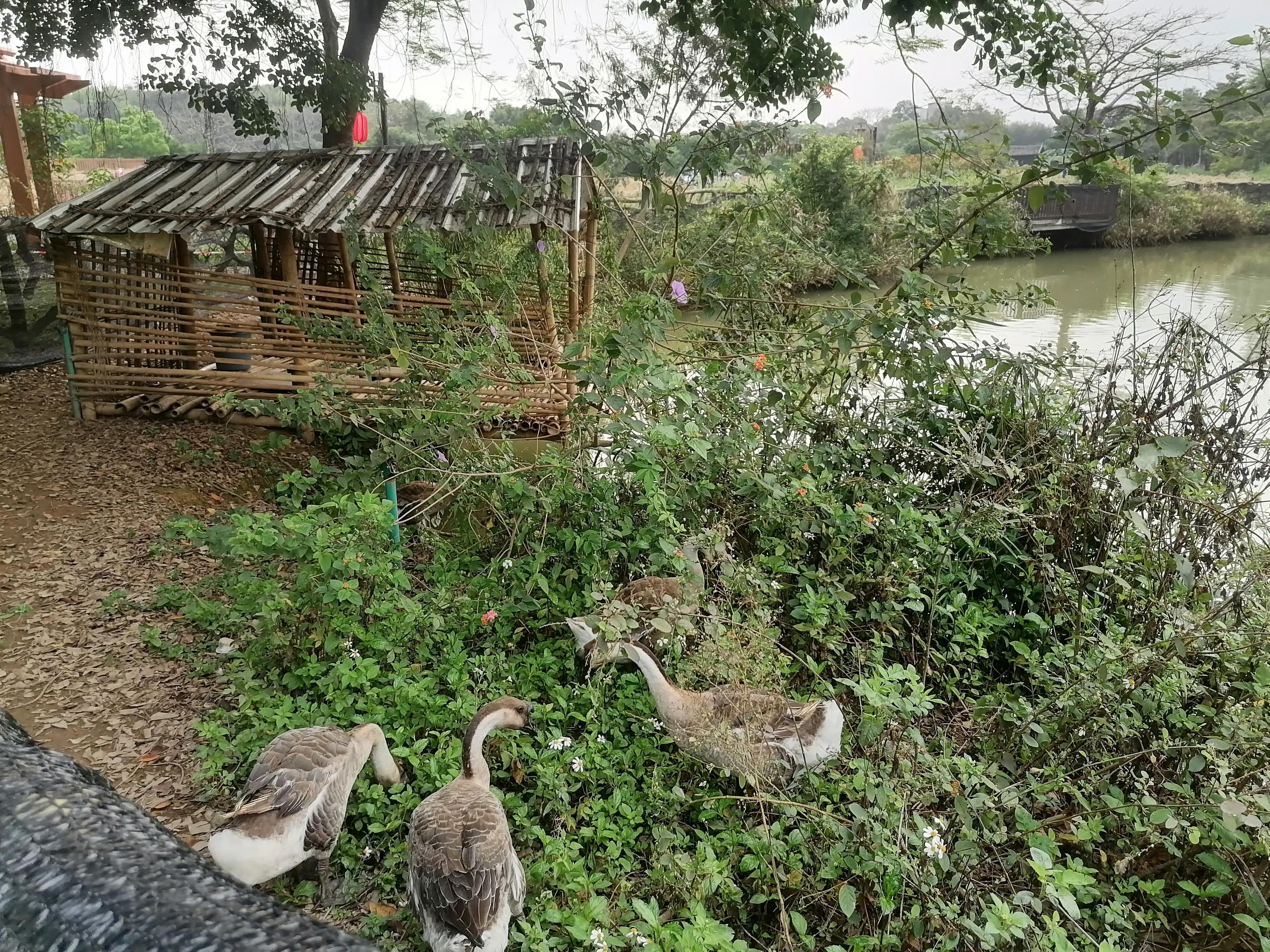 深圳观澜版画村景点,深圳十大客家古村落打卡甘坑古镇