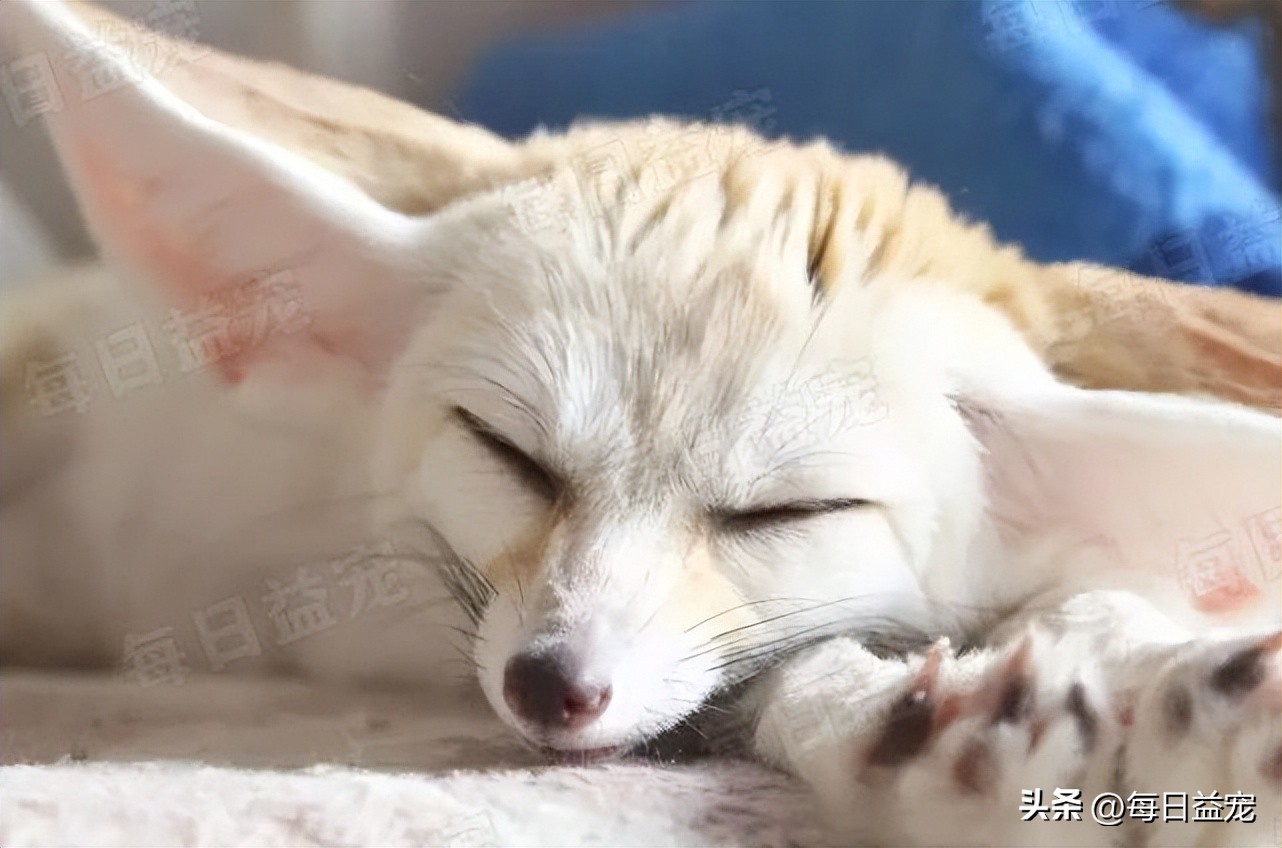 花500块在网上买的猫,6000元的纯种布偶猫