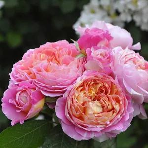 法国玫瑰花园,法国玫瑰花香沐浴露正品