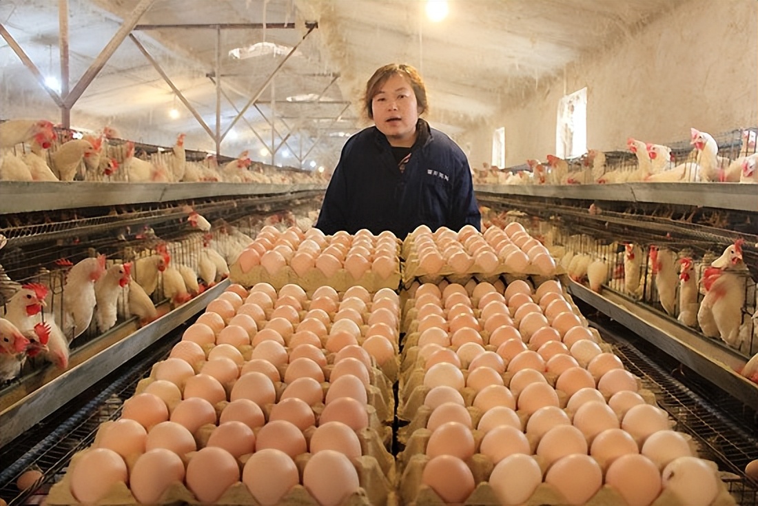 冬季蛋鸡饲养管理需要注意些什么,海兰褐商品代蛋鸡饲养管理手册