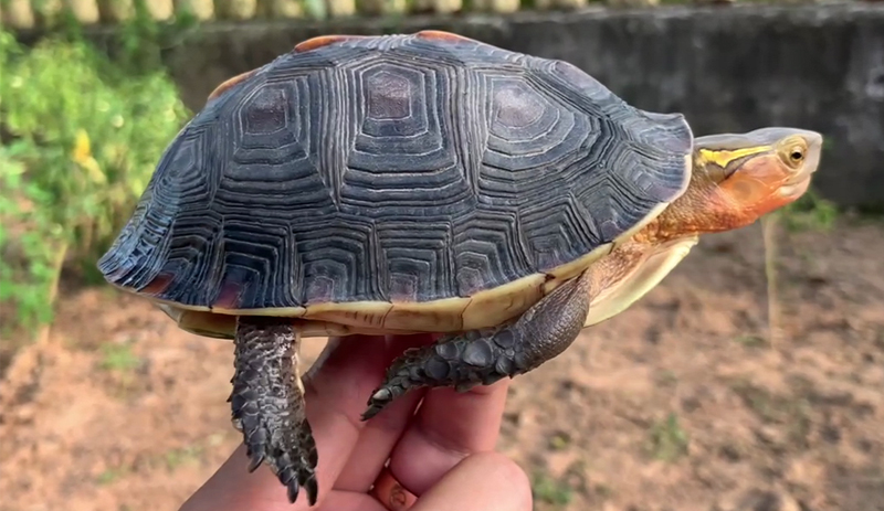 黄缘闭壳龟公母图片,黄缘闭壳龟公母哪个好看