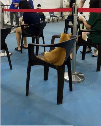 猫猫也要打狂犬疫苗吗,猫咪也怕打针啊