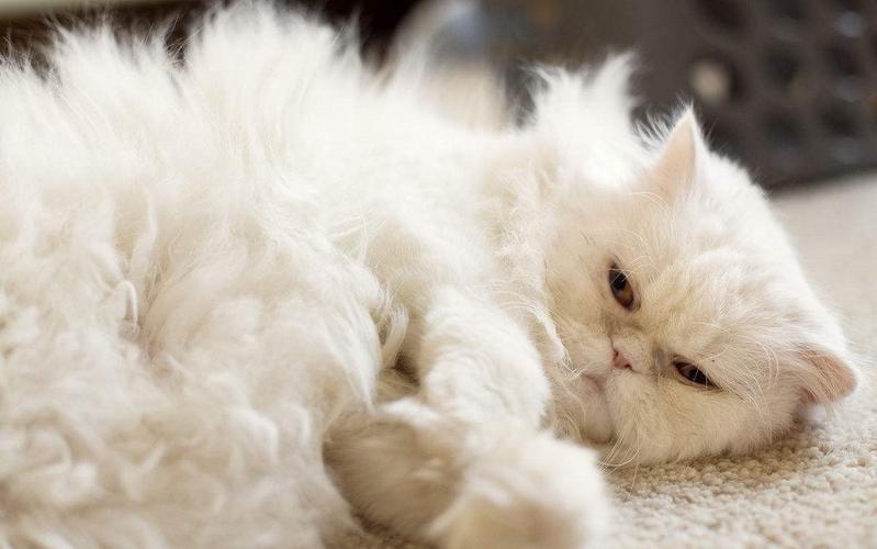 养猫一年后发现了13个神奇现象,养猫久了人会得什么病