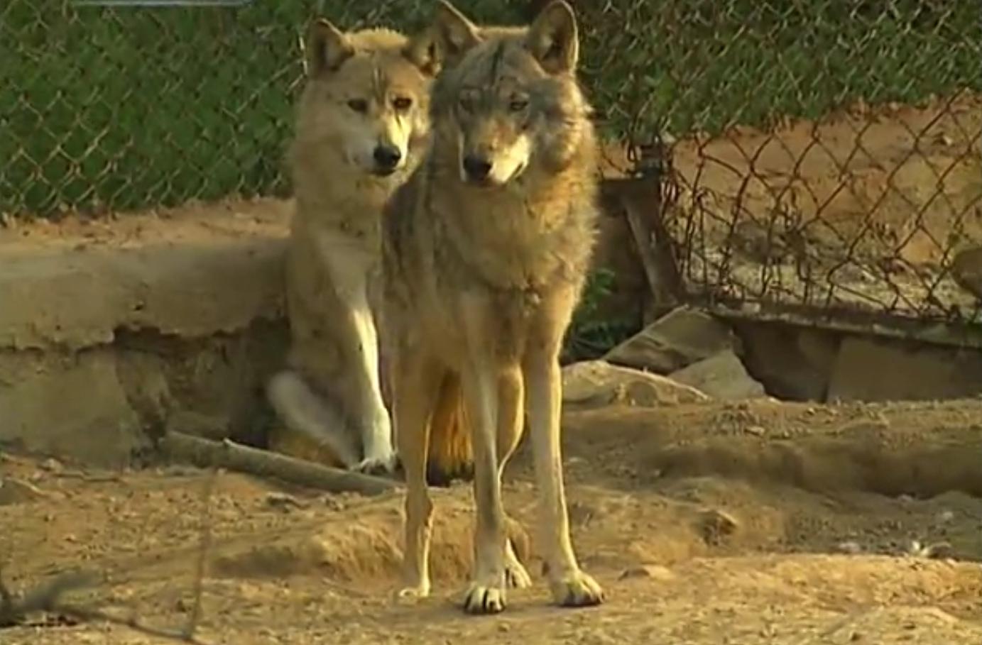 狗和狼故事简介,狗和狼的故事真实感动