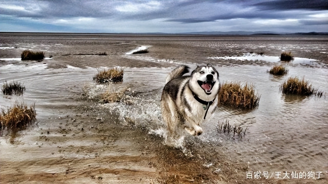 十个关于狗狗的冷知识,十个狗狗冷知识了解一下