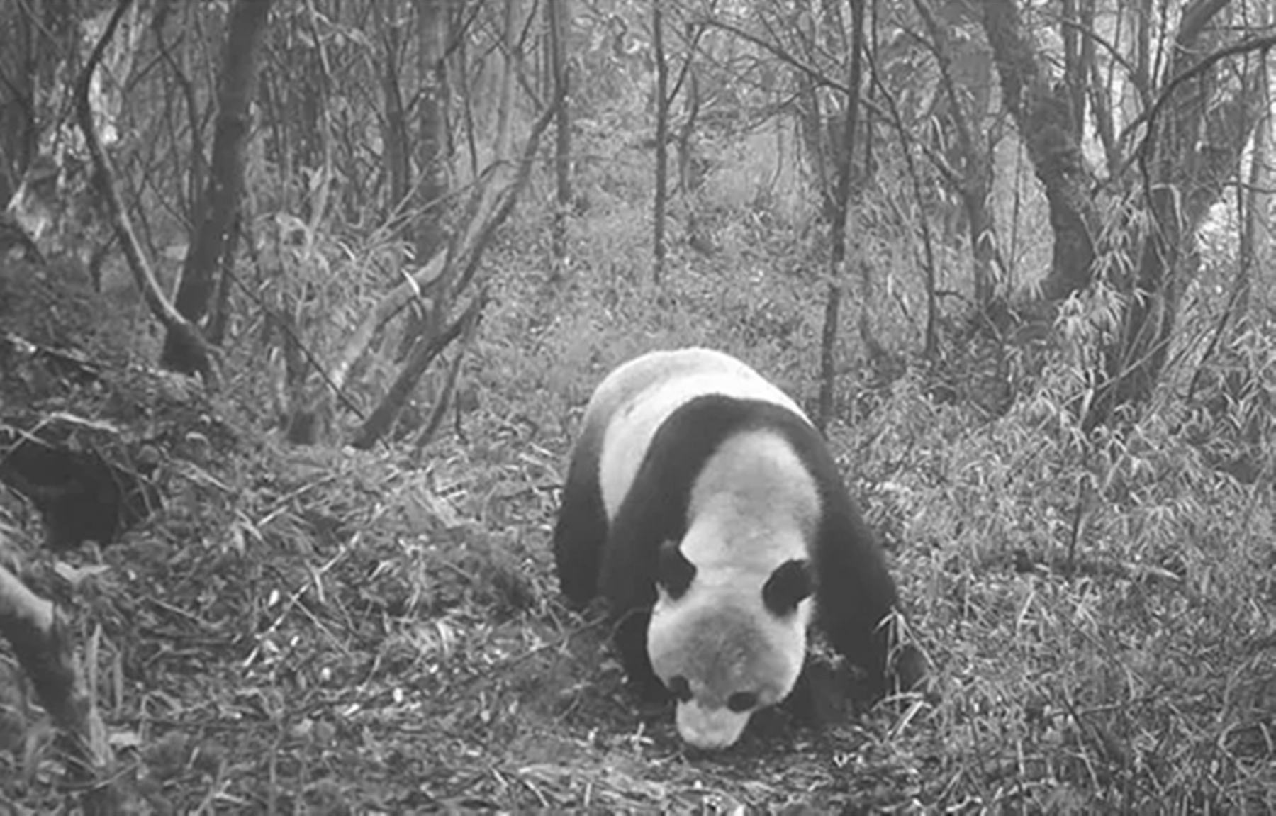 1937年大熊猫被外国人偷走,1939年被伦敦偷走的大熊猫