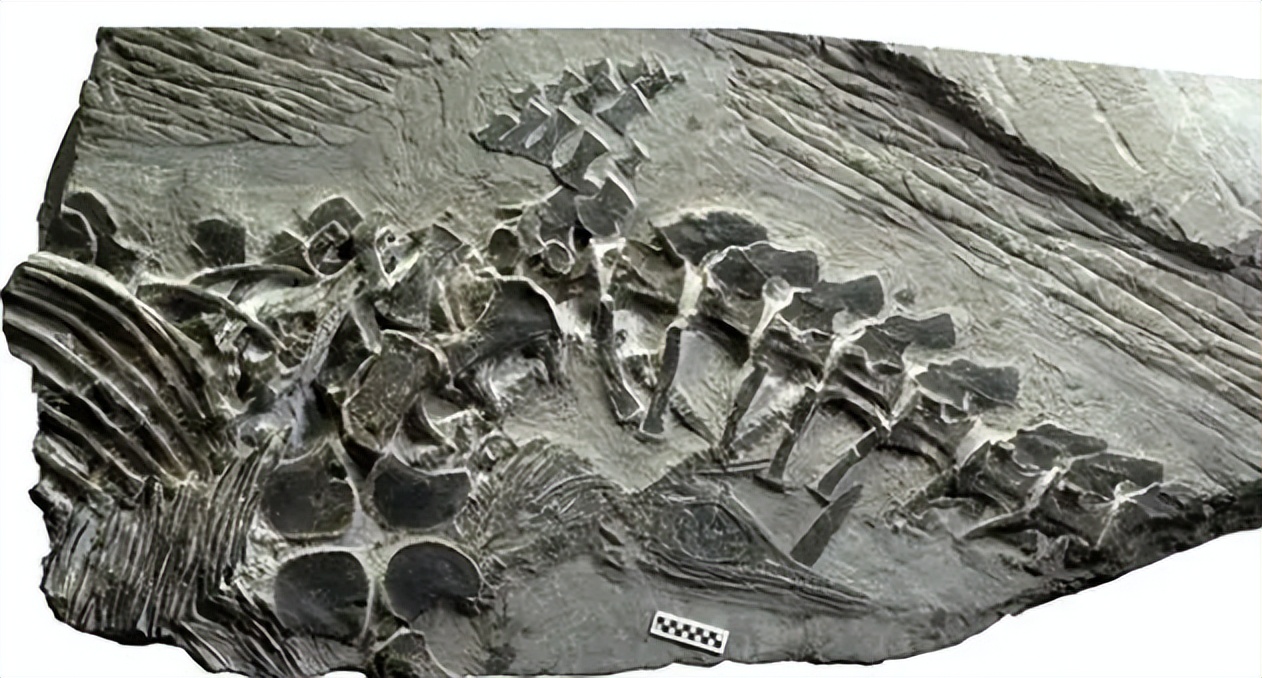 各种古生物化石图片,神秘的地球古生物昆虫化石