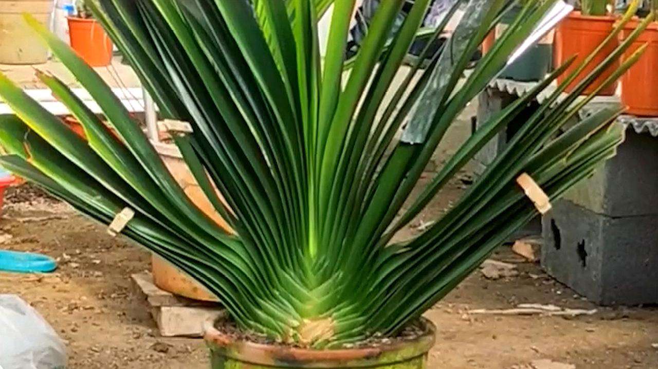 十种最吉利的镇宅绿植盆栽,阳台旺宅的大盆栽花