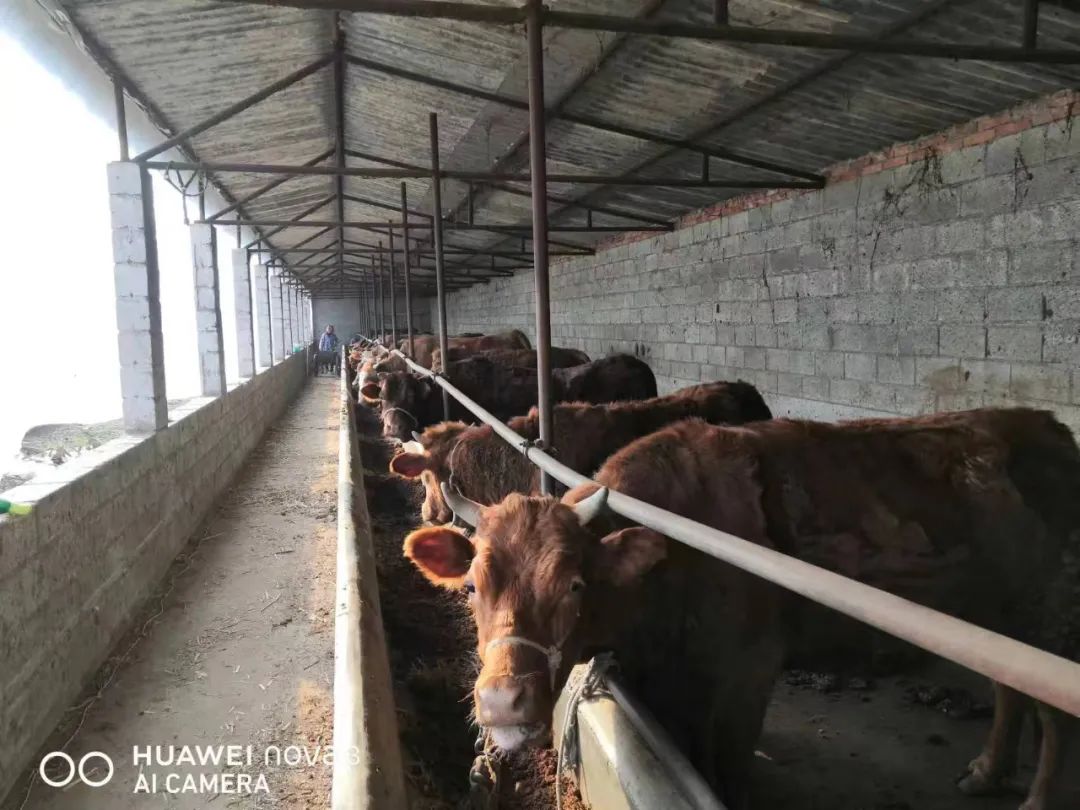 【凝神谋发展实干兴陇原——“三抓三促”行动进行时】徽县栗川镇：壮大肉牛产业助力乡村振兴