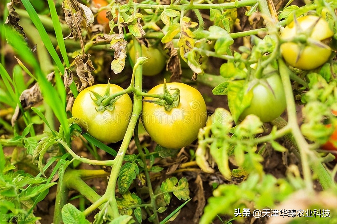 不爱吃西红柿的原因,番茄露天种植遇上高温怎么办