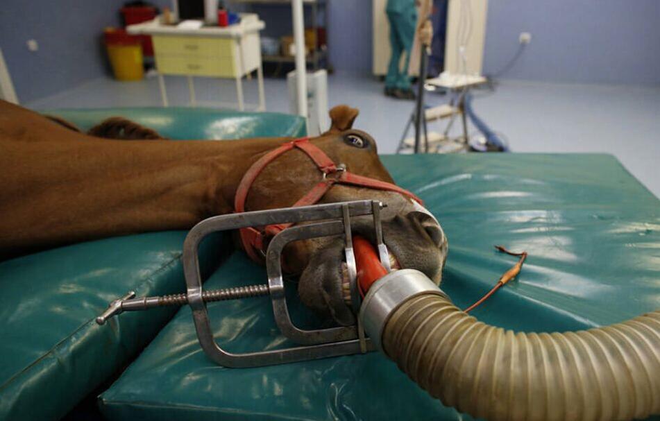 确定全麻手术后马匹心律失常的患病率和性质，评估心律失常的风险