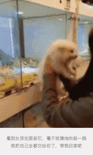 搞笑gif开心一刻这大概就是爱情吧,搞笑gif为了胜利我将不择手段