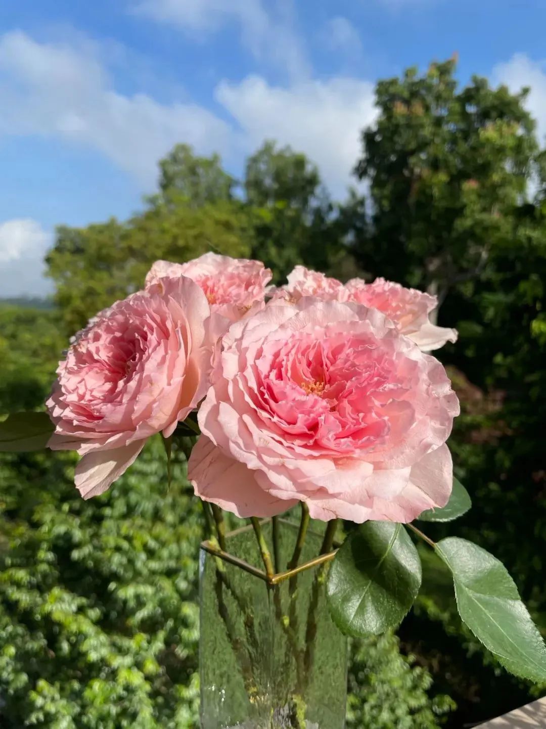 鲜花在水里能养几天会死,新加坡盆栽花卉怎么养