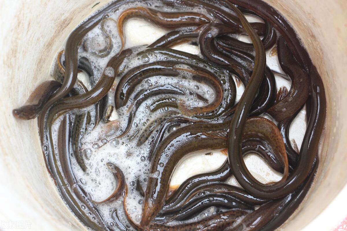 泥鳅水花常见病害及解决方法,泥鳅黄鳝的养殖技术和病害