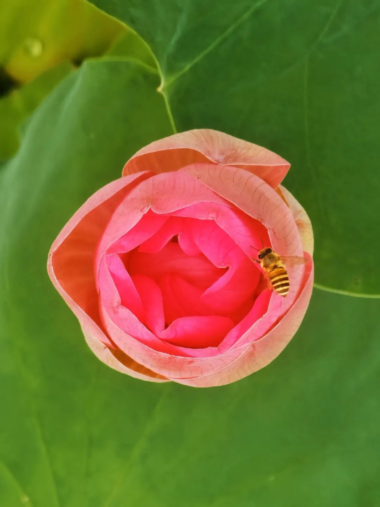 手机拍照：荷香四溢的摄影之旅！（影展点评第656期）