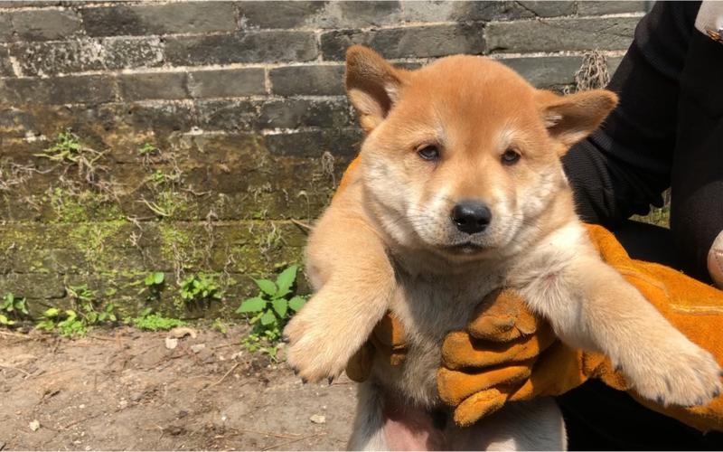 中华田园犬为什么现在越来越少了,中华田园犬为啥受其他狗欢迎