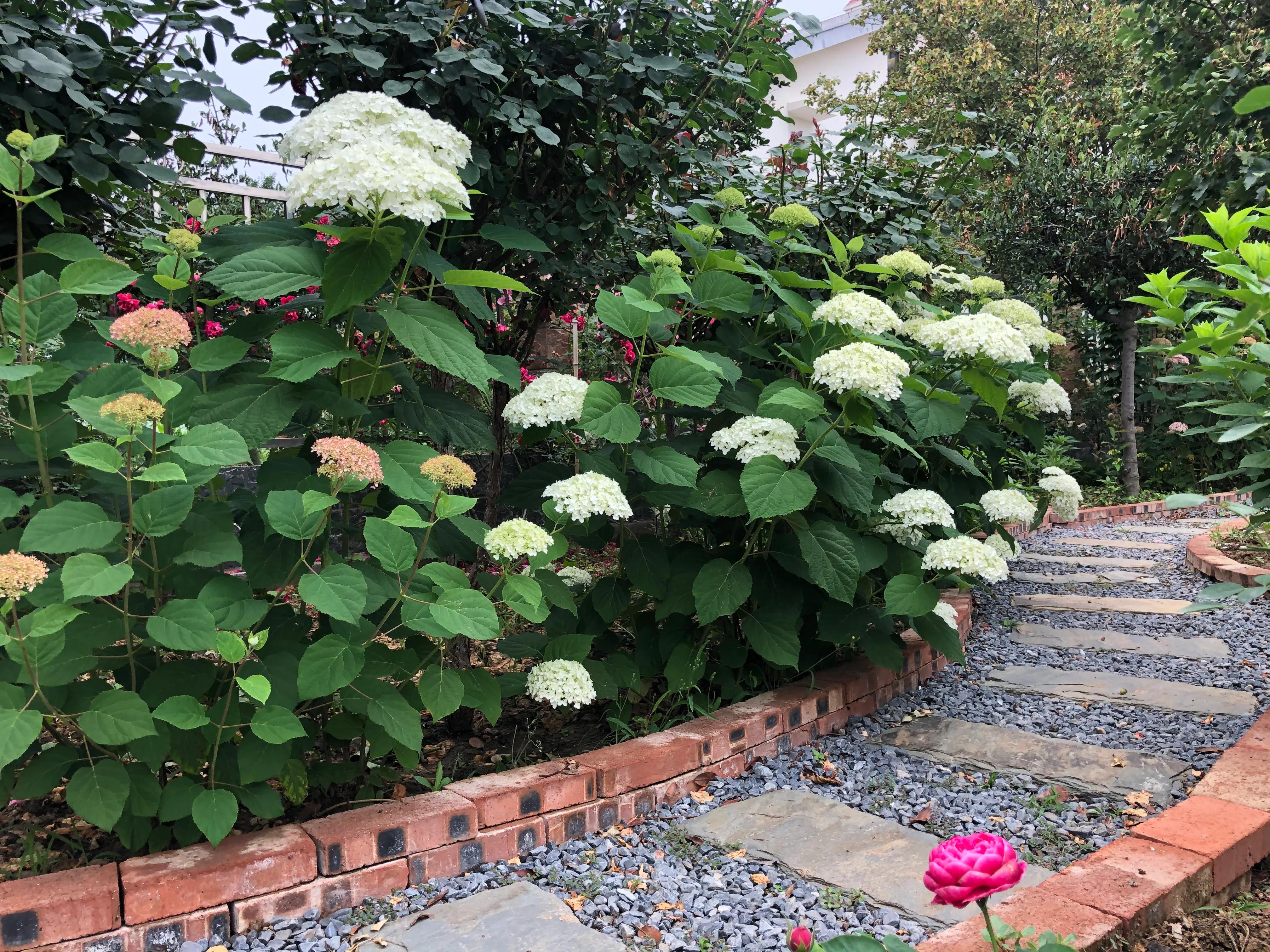 我在花园里种下种子,我在花园里种一棵小树