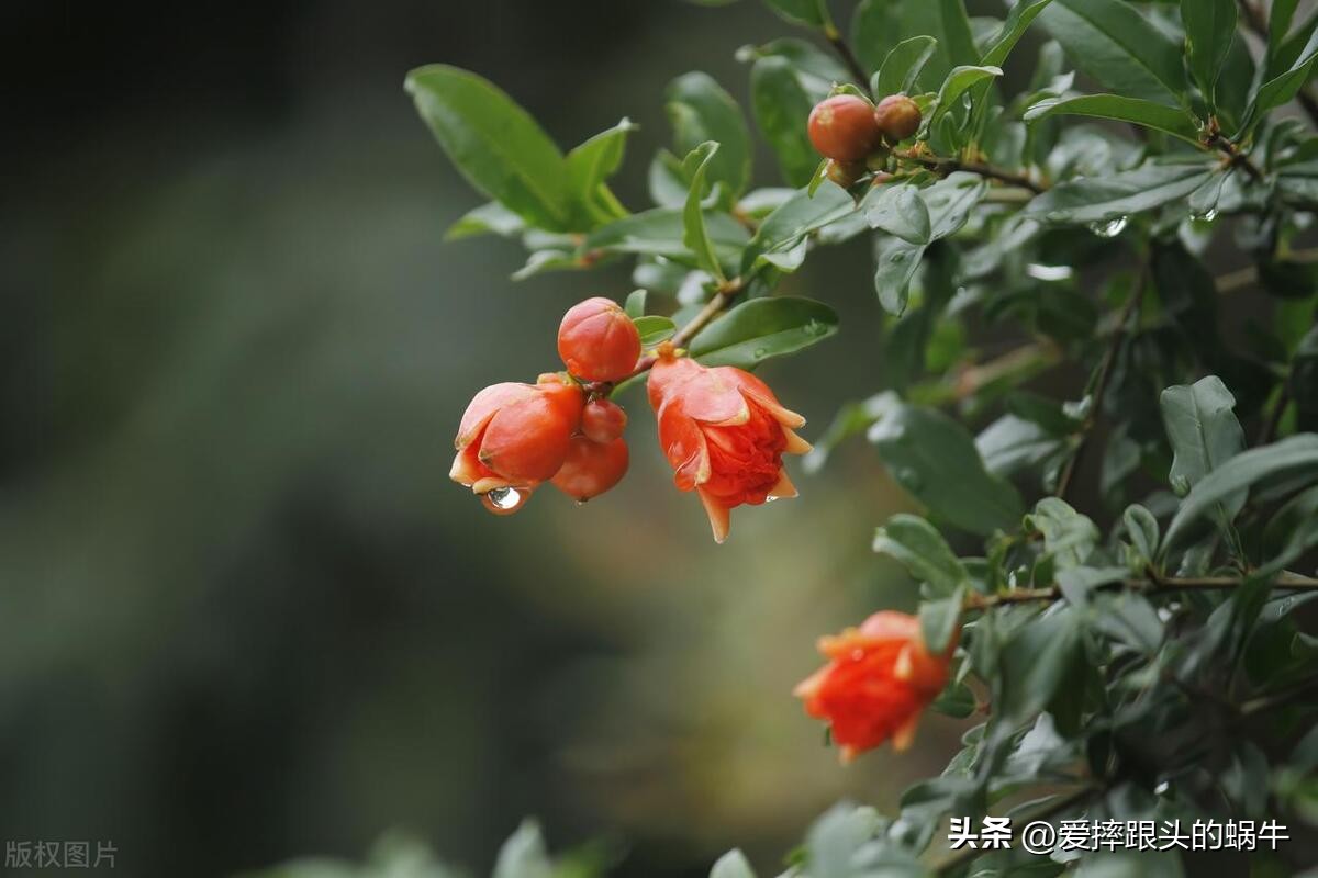 石榴花壁纸生如夏花,石榴花盛开的夏天