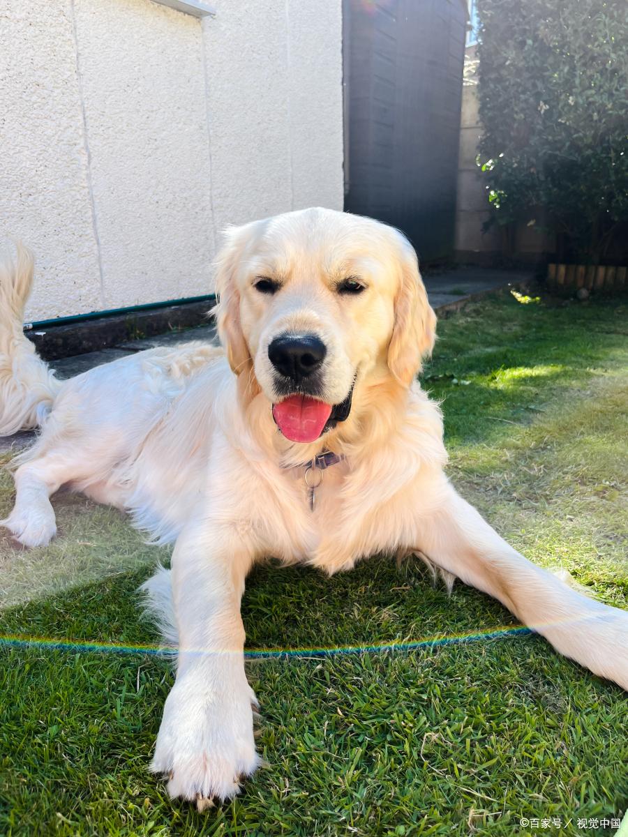 金毛寻回犬百科介绍,金毛路虎网红介绍