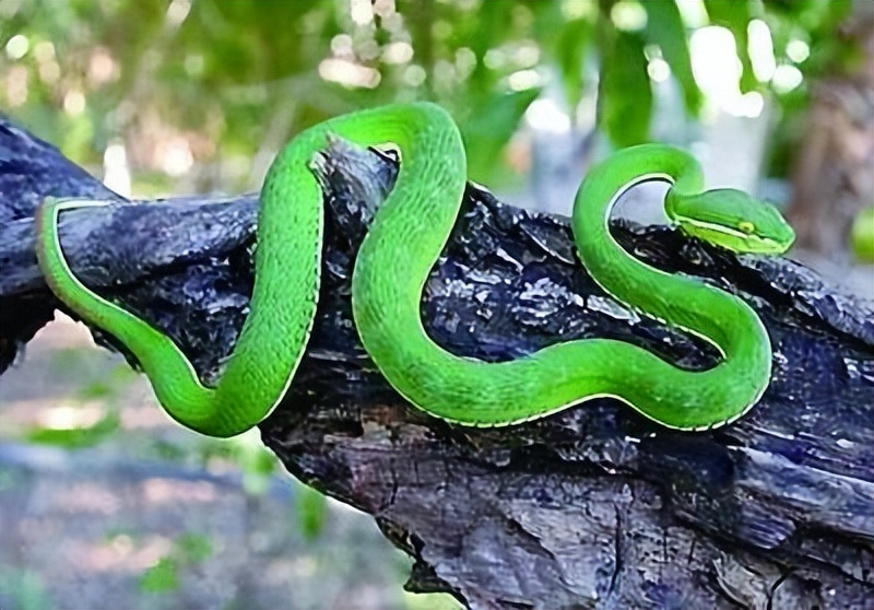 丛林探险美食大全,真正的丛林美食有哪些