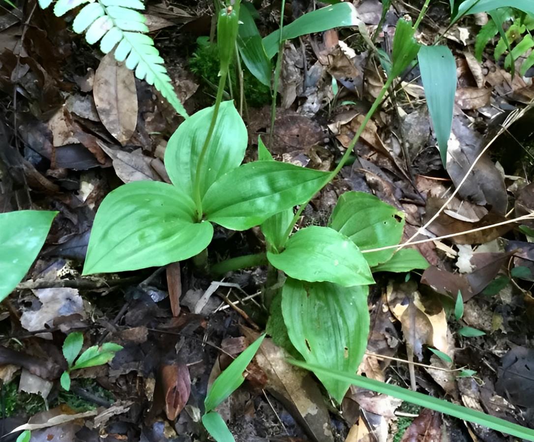 被称为“见血清”，在竹林里被忽视，如今越来越珍贵，见到请重视