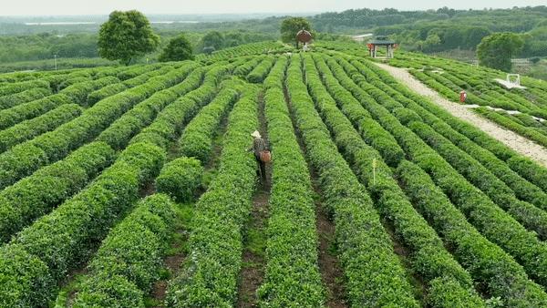 万亩野生古茶园,武汉野生森林
