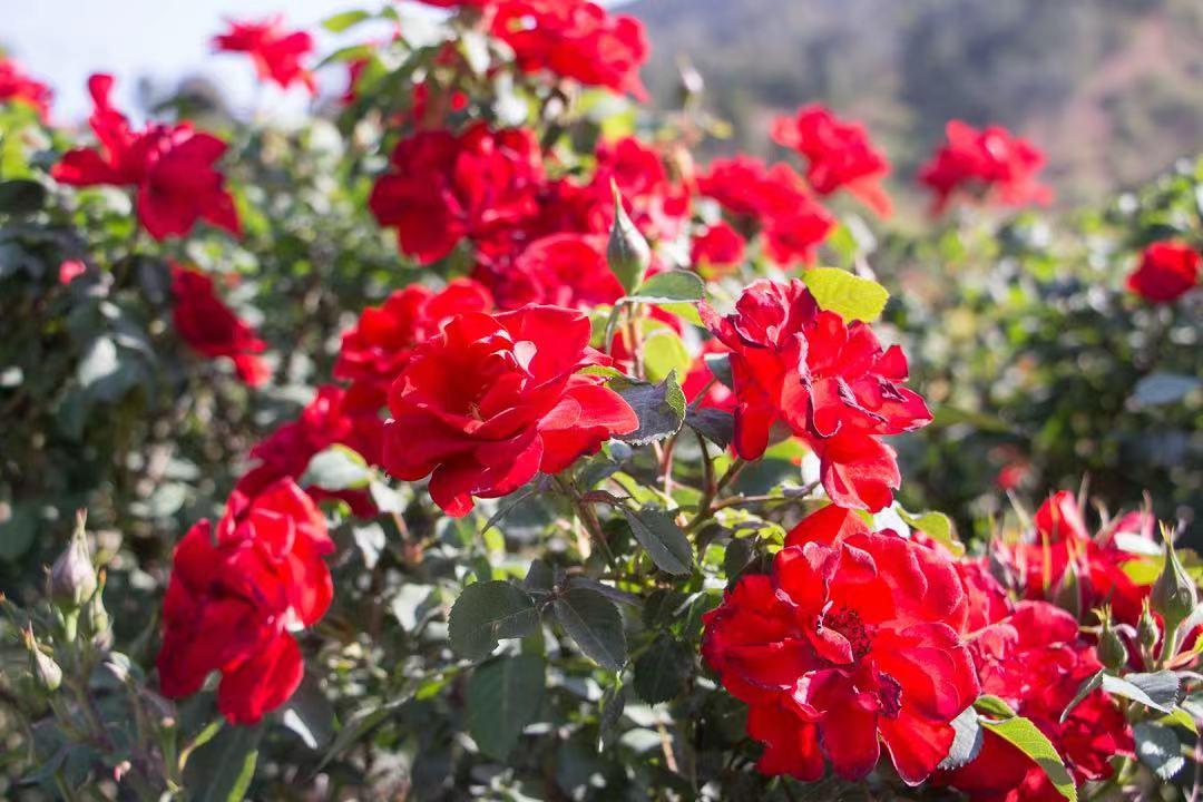 西昌五一旅游攻略学生,五一假期好去处推荐西昌