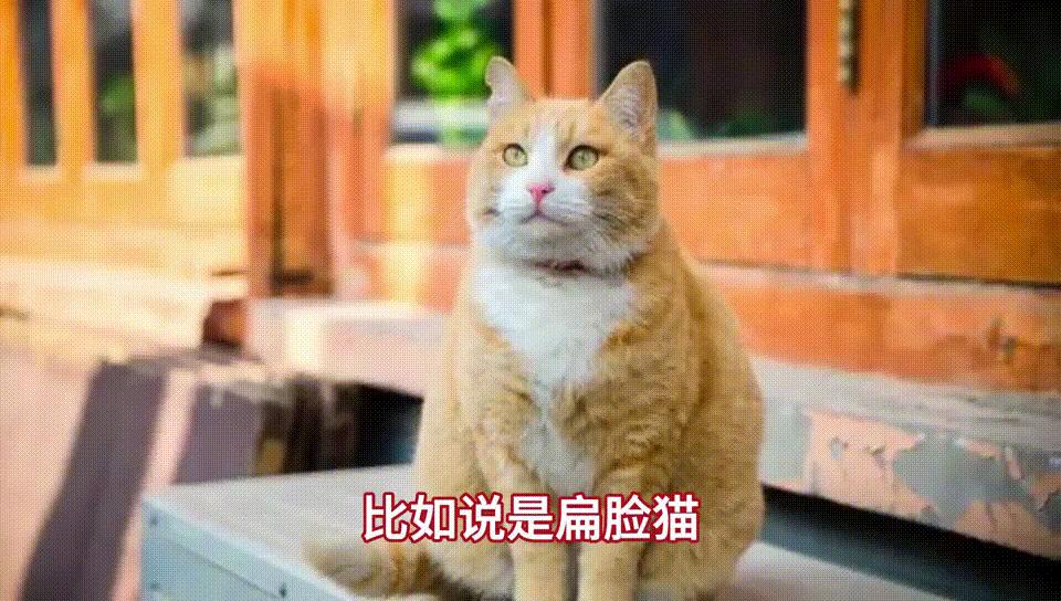 猫咪双排臼齿有什么影响,猫咪咬合错位怎么办