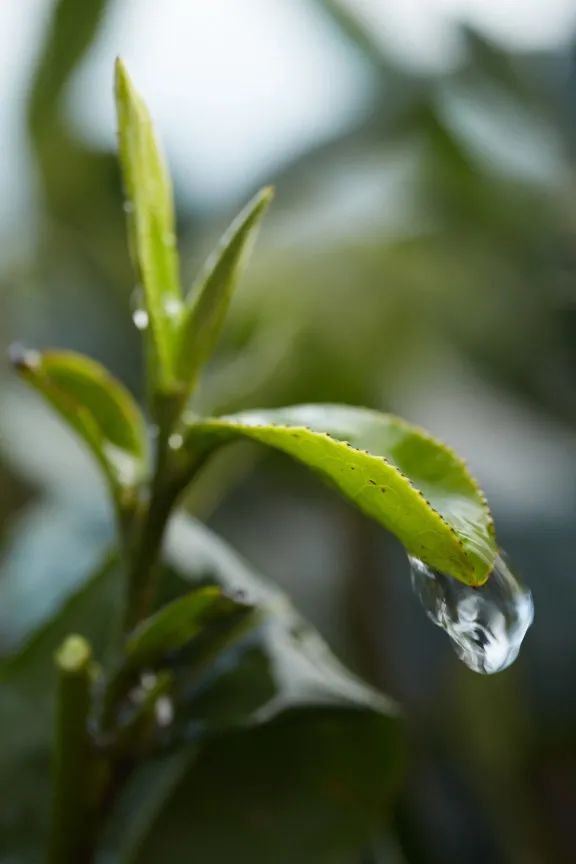早一天是宝，晚一天是草，来自峨眉山的竹叶青因何更鲜爽？