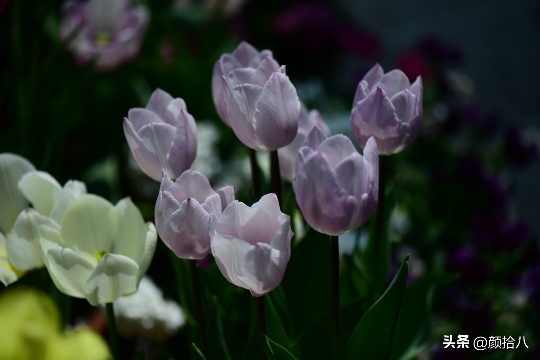 盘点今年河马花园里最美的几款郁金香|园丁