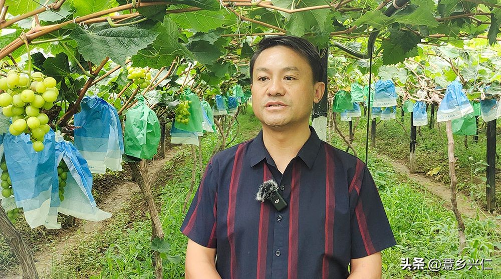 大凉山阳光玫瑰采摘,大阳光玫瑰各地采摘时间