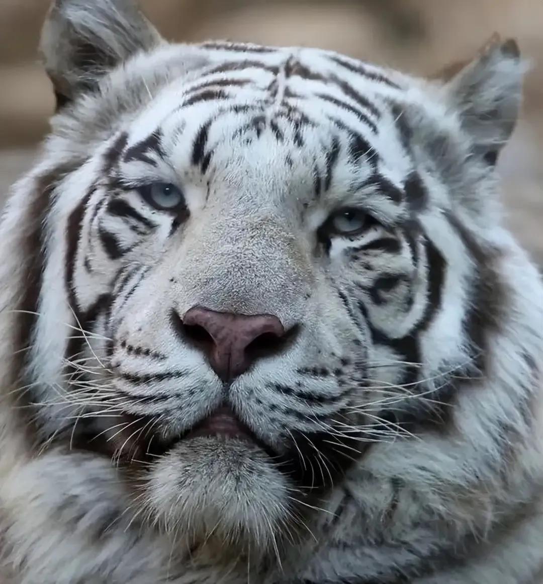 猛虎潜深山长啸自成风出自哪里,猛虎潜深山长啸自生风打一生肖