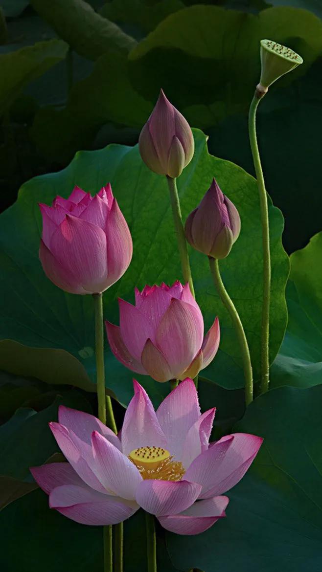 荷花千瓣莲唯美高清大图壁纸,唯美荷花壁纸手机超清全面屏