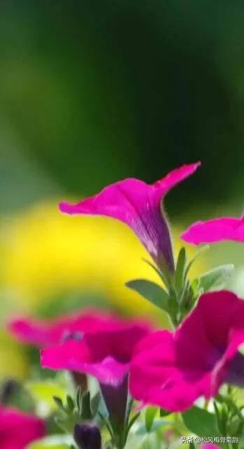 地上的花开万紫千红,心中有花香人生四季皆风景