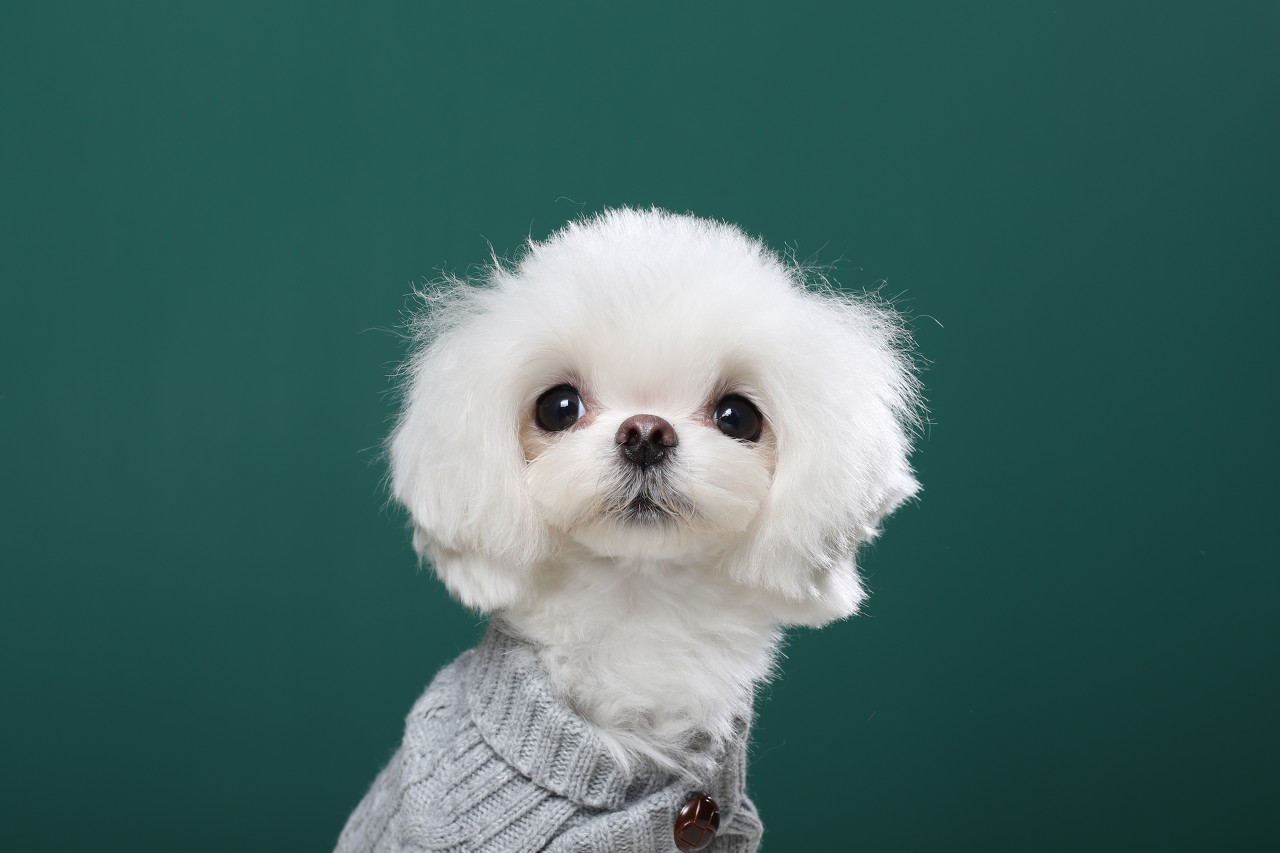 狗狗得细小有什么症状,狗狗得细小有哪些症状