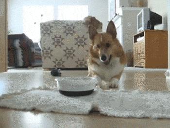 狗狗叫声的含义,狗狗的叫声像哭一样怎么回事