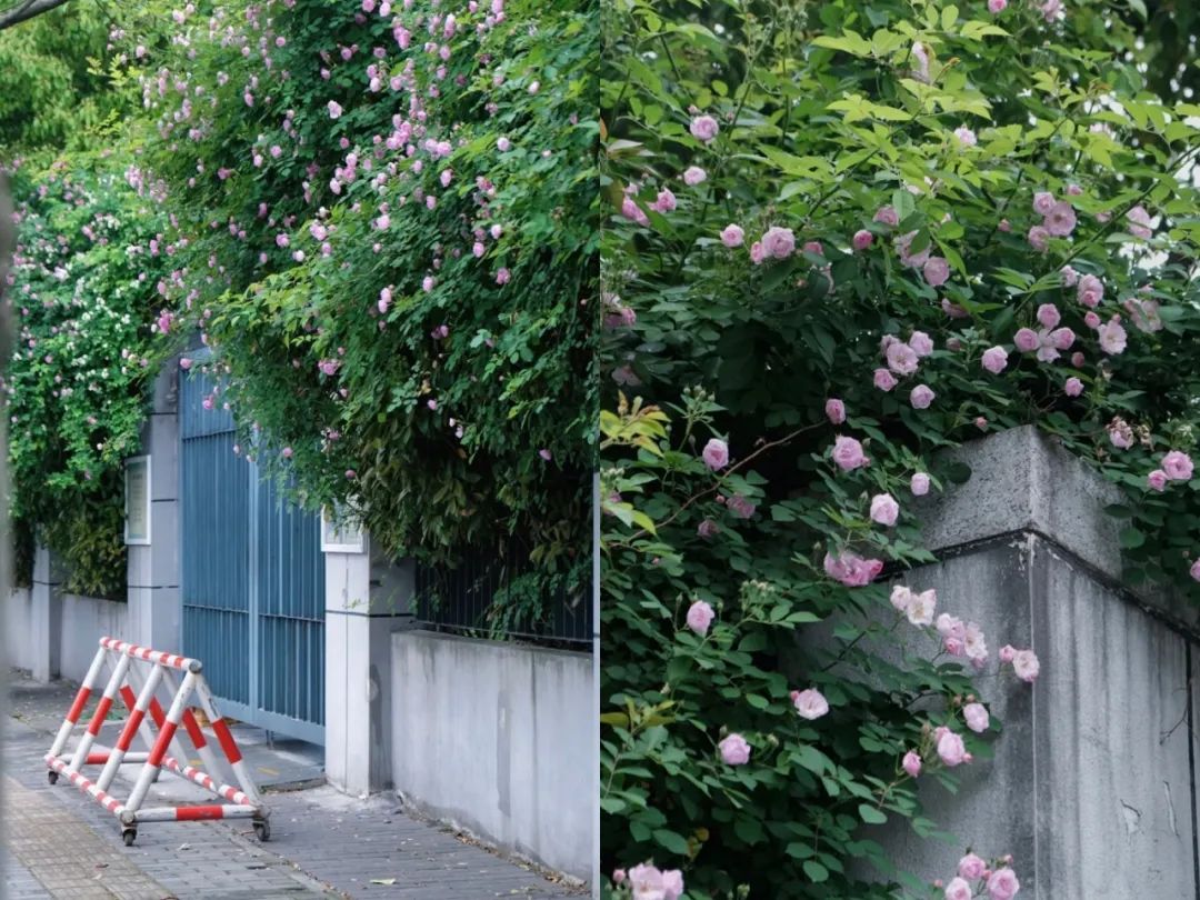 听我的，四月的杭州才是浪漫天花板。