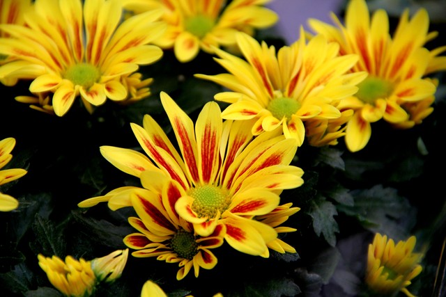 涓勾浠ュ悗濠氬Щ,涓勾濠氬Щ瀹炴儏