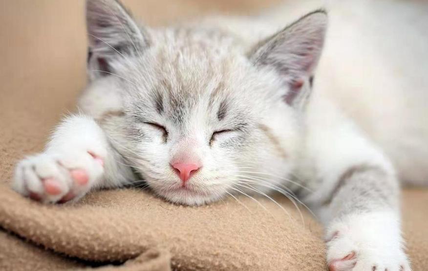 猫咪腿可以着地但是一瘸一拐,猫咪一瘸一拐无精打采