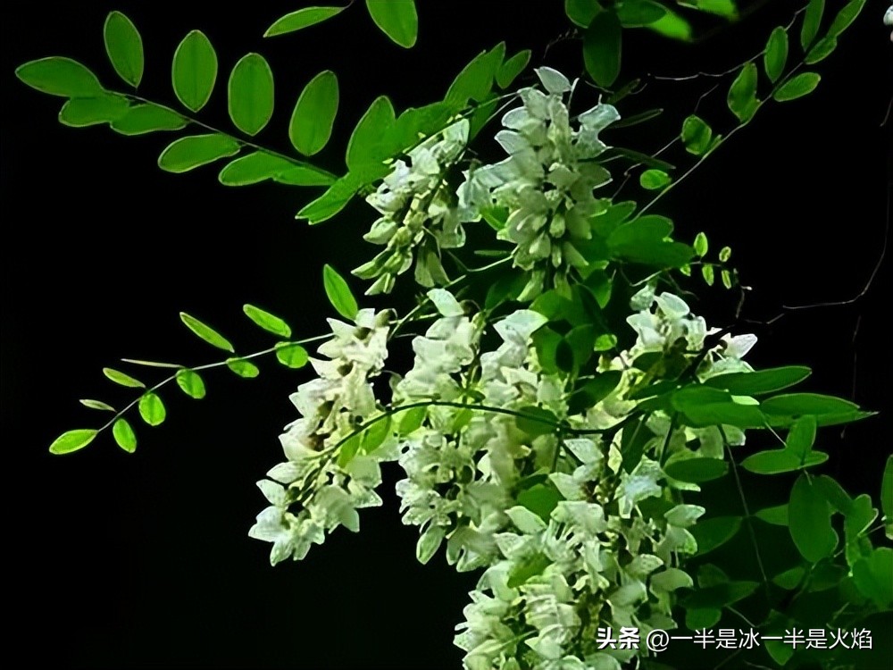 随笔：有一种快乐叫“捋洋槐花”