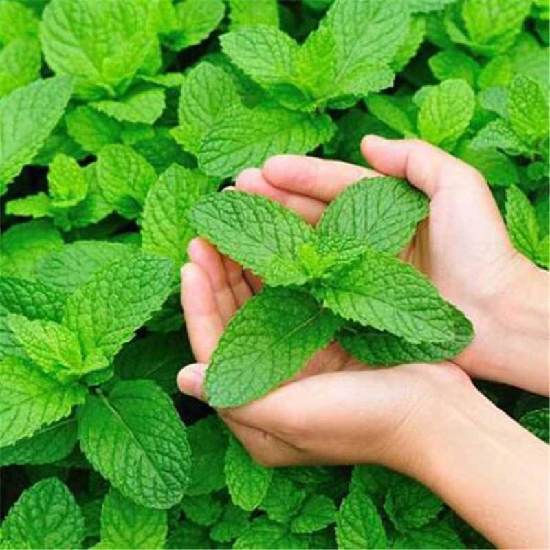 薄荷盆栽养护简单,家庭盆栽薄荷放什么长得好