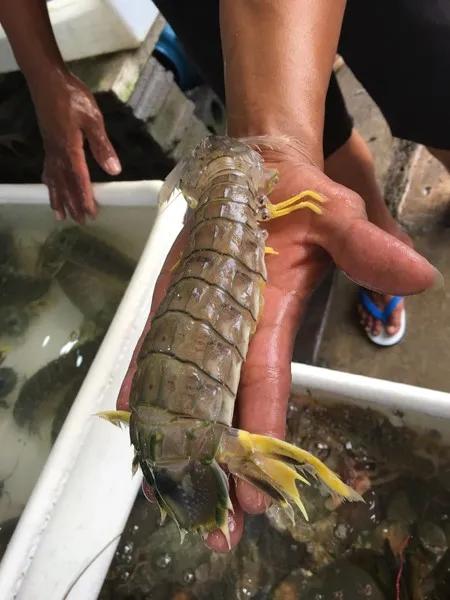 菜市场刚死的虾能不能买,菜市场买的虾是海虾还是河虾