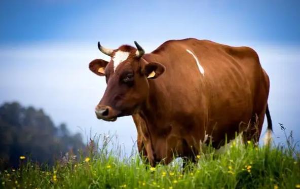 在牛身上掏个洞牛不会痛吗,牛为什么会在身上打洞