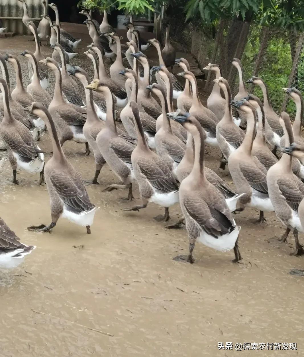 养鹅喂什么成本低长得快,农村养鸡养鸭养鹅哪个成本低