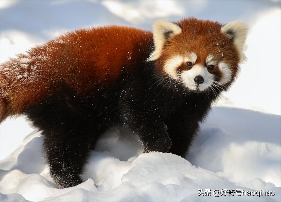 毁童年!干脆面上印的竟然不是小浣熊?