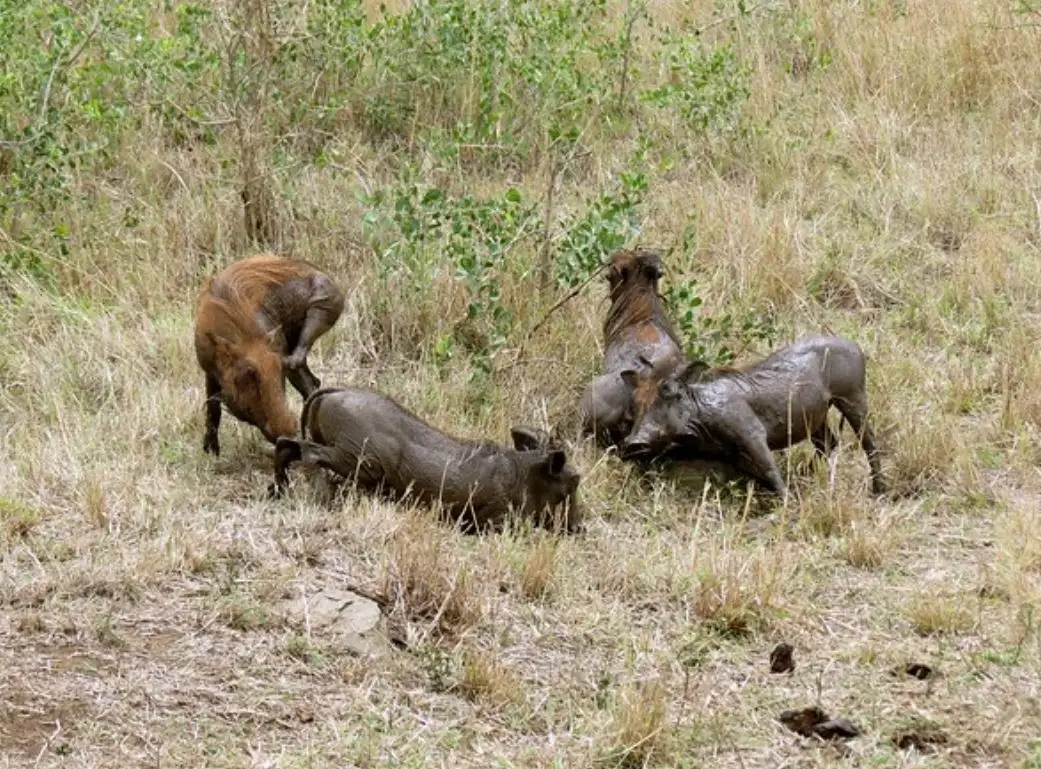闈炴床閲庣尓鍒嗗竷鍖哄煙,闈炴床閲庣尓