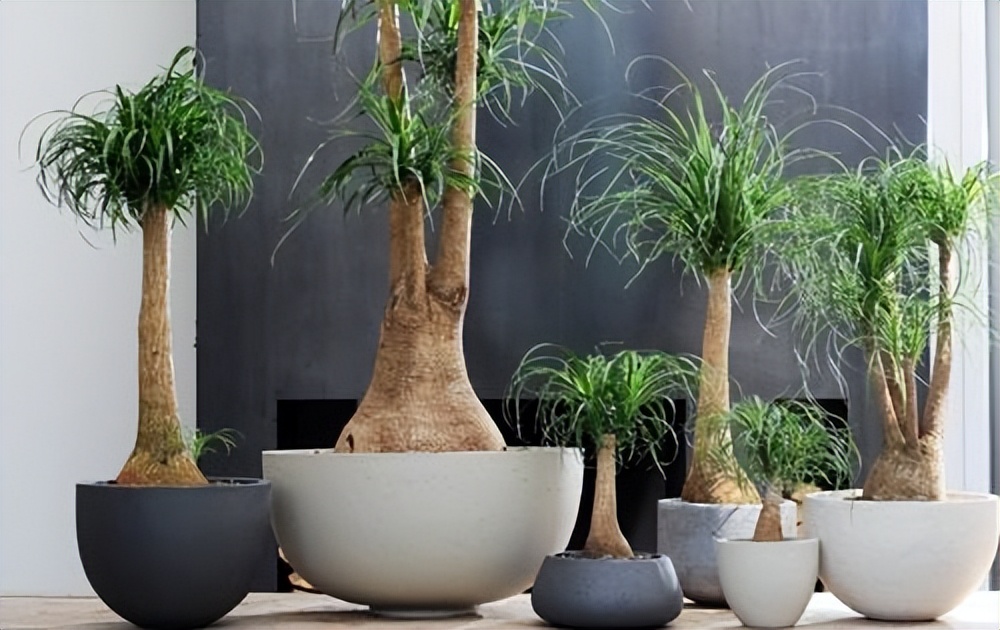 十种养不死的室内花,十种不容易生虫的花